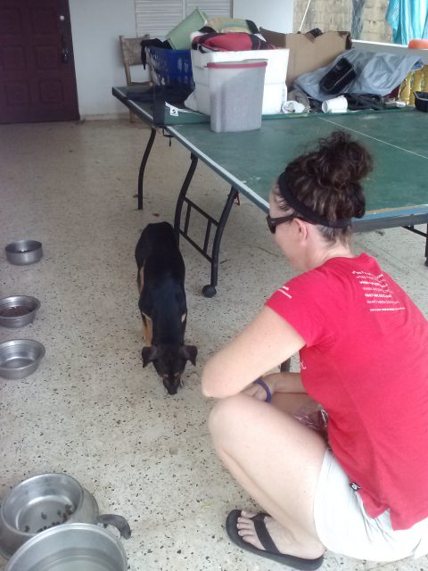 Rincon ARF Clicker Training