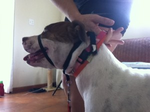 Tulip is wearing a "Gentle Leader" head halter in this photo. (she also has her rescue dog ARF-arfrincon.com-ID tag on)