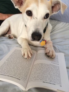 Please note that Milo the dog is reading Karen Pryor's, "Don't Shoot the Dog"-a great resource!