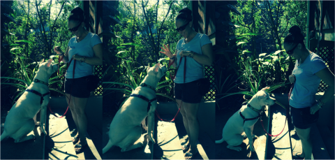 deaf dog