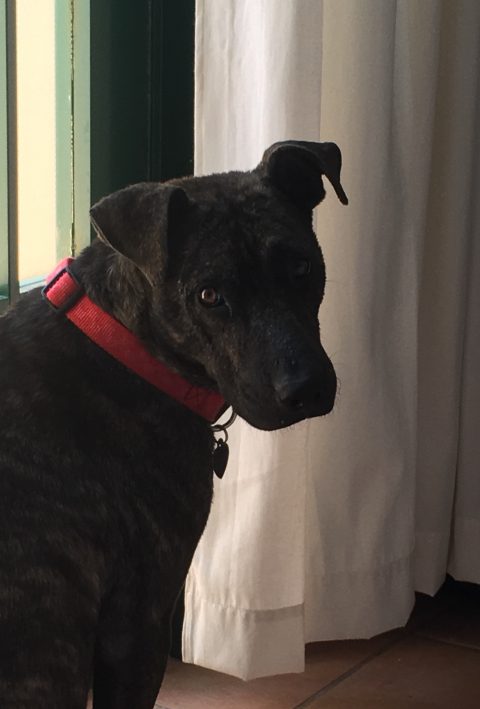dog learns to target and spin