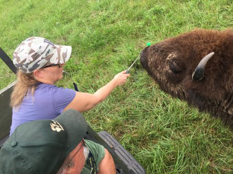Wolf Park Bison Targeting