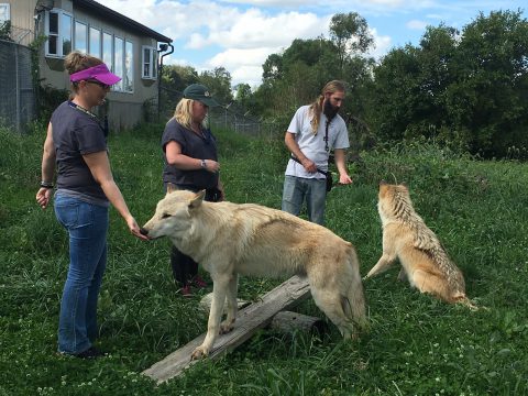 Wolf Park Teeter Totter