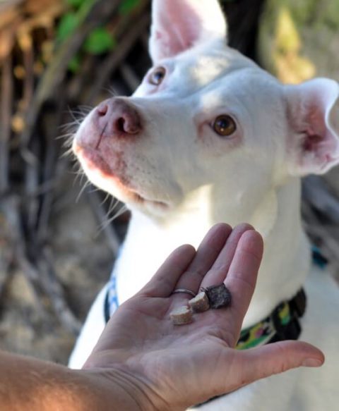 Deaf Dog Program