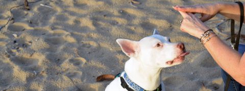 Deaf Dog Training