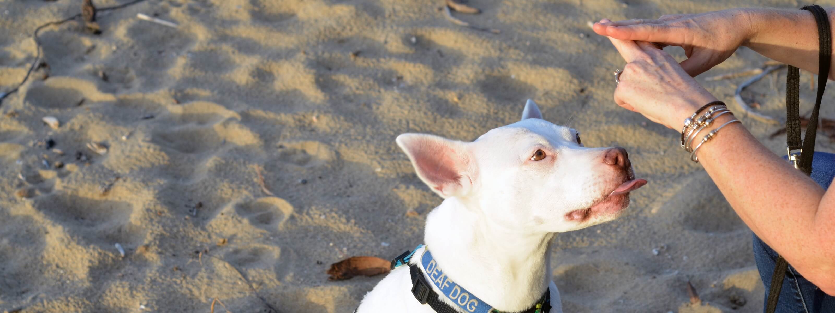 Nutritional Requirements Of Deaf Dogs