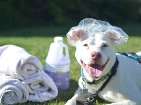 Dog grooming without stress