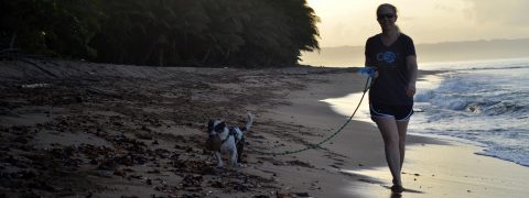 Dog Training Events & Books