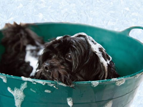 Grooming Without Stress Book