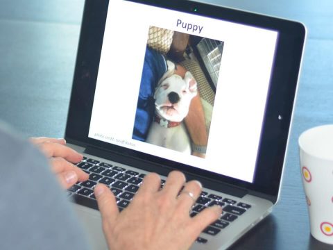 Online Dog Training