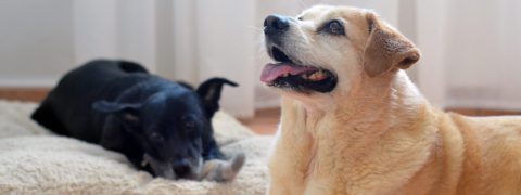 Private Dog Training
