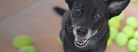 Separation Anxiety Dog Training