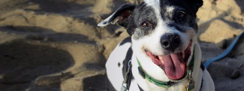 Terrie Hayward Testimonials Dog Training
