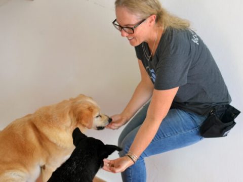Your 10 Minute a Day Dog Book
