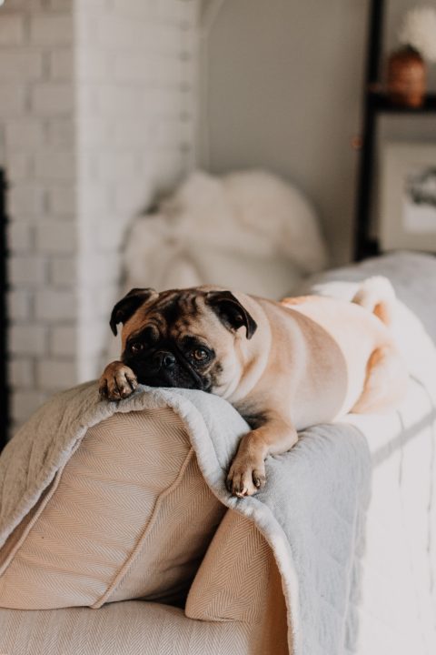 How to help with separation anxiety in dogs