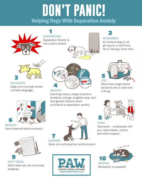 Desensitization for Separation Anxiety in Dogs  