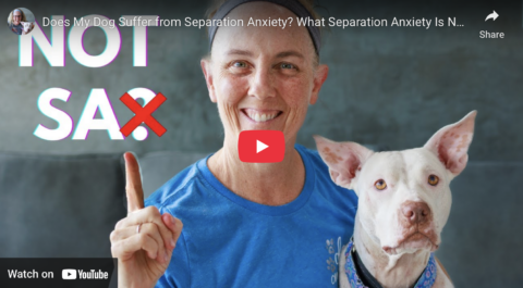 Separation Anxiety in Dogs: What It Is NOT by Terrie Hayward