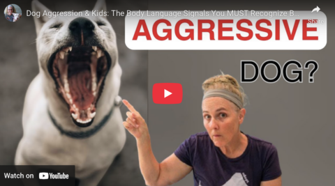 help a dog with car anxiety pro trainer terrie hayward