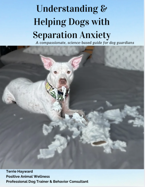 Dog separation anxiety solution TERRIE HAYWARD