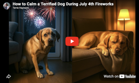 calm dog fireworks noise anxiety