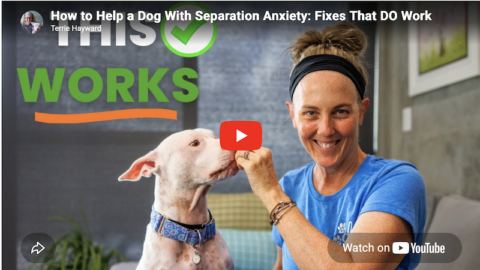fix dog separation anxiety