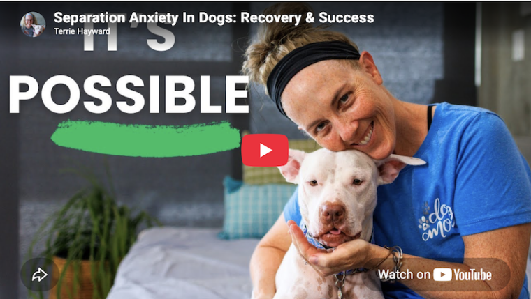 dog separation anxiety recovery