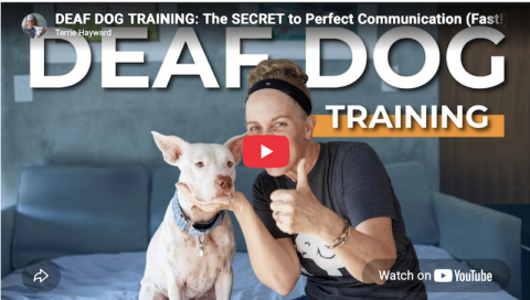 Deaf Dog Training Terrie Hayward